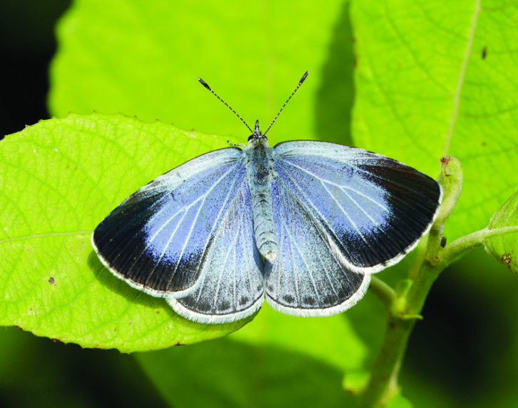 Holly Blue