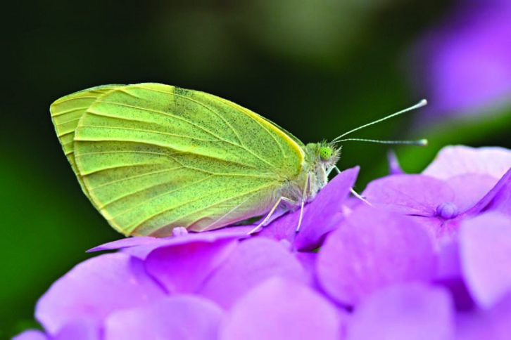 Large White