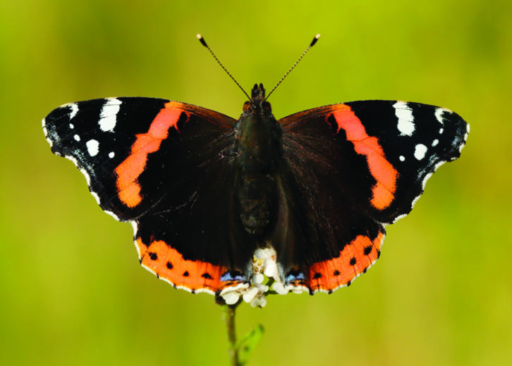 Red Admiral