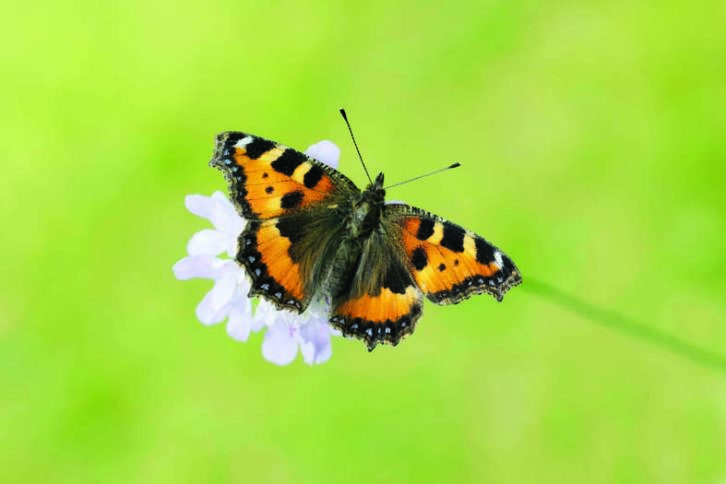 Small Tortoiseshell