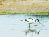 You can spot avocets around the Ebro Delta, in Spain