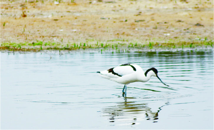 You can spot avocets around the Ebro Delta, in Spain