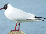 Black-headed gulls are one of more than 20 gull species that can be seen across the UK