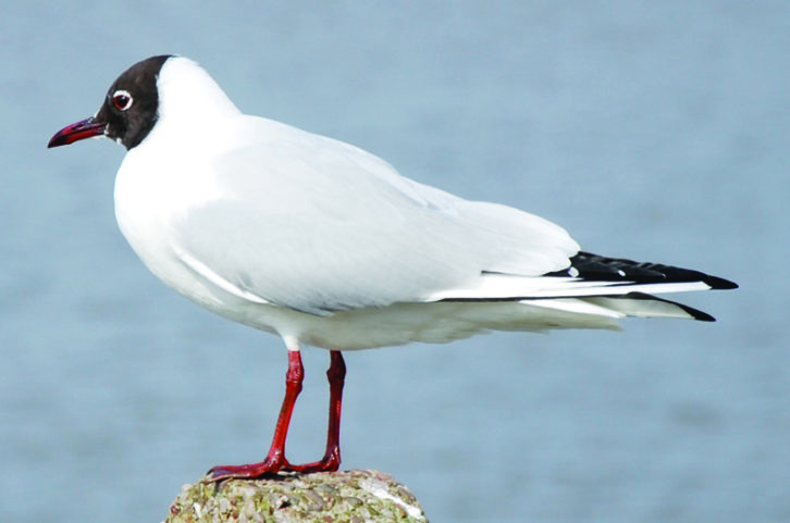 Black-headed gulls are one of more than 20 gull species that can be seen across the UK