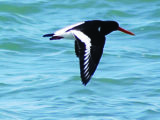 The oystercatcher is a striking bird, to be seen on the shoreline