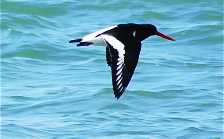 The oystercatcher is a striking bird, to be seen on the shoreline