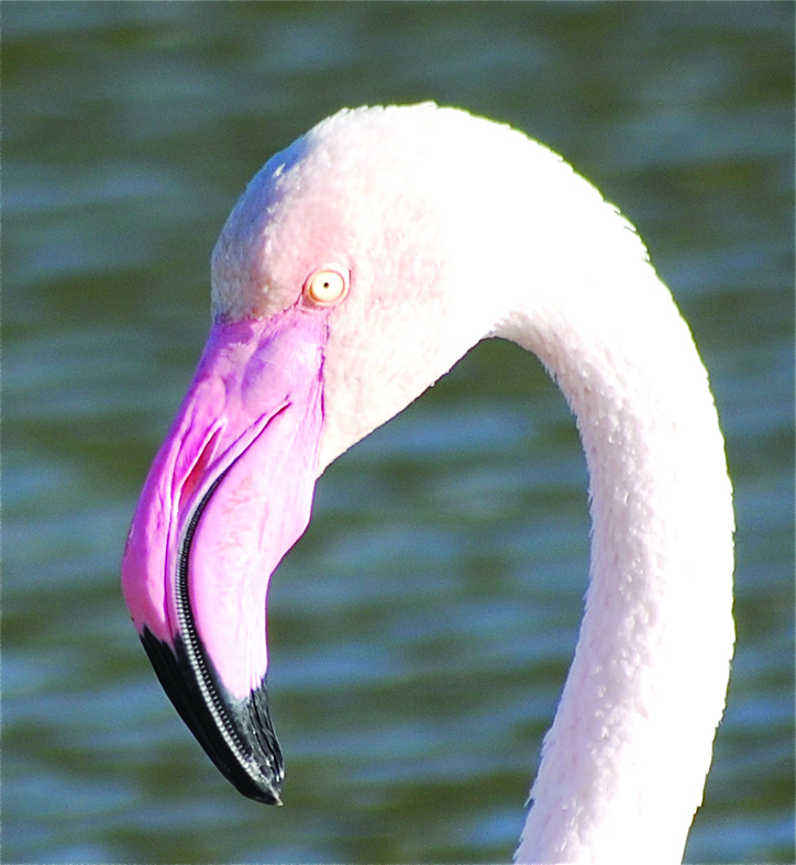 Head to the Camargue, on the south coast of France, to see flamingoes