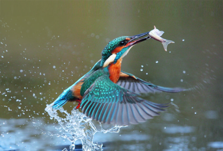Look out for the flash of colour of a kingfisher near rivers and canals