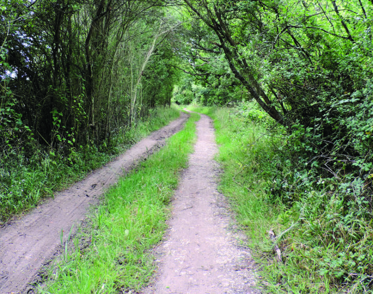 The pathway to Waterperry Woods is a welcome haven of green tranquility