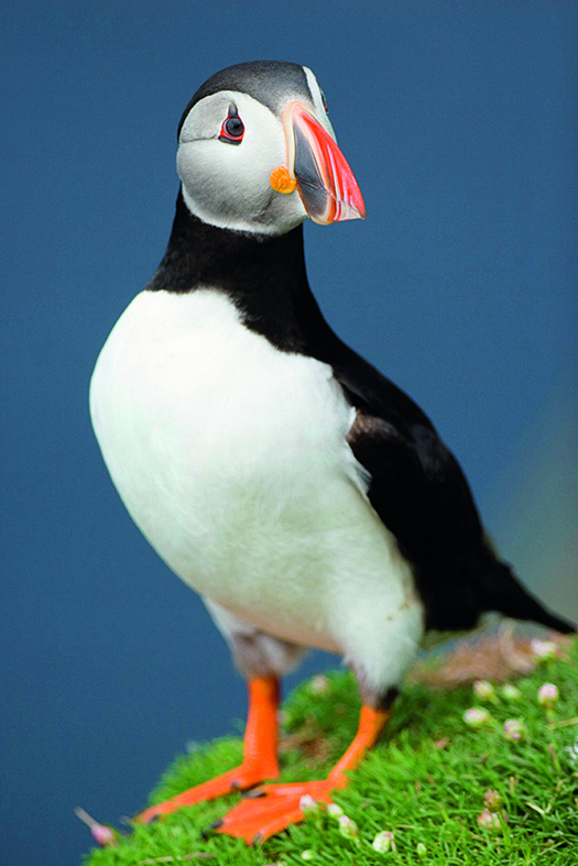 The cliffs around Bempton and Bridlington in Yorkshire are renowned for puffins