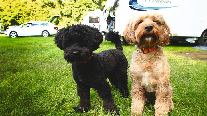 Two dogs near a caravan