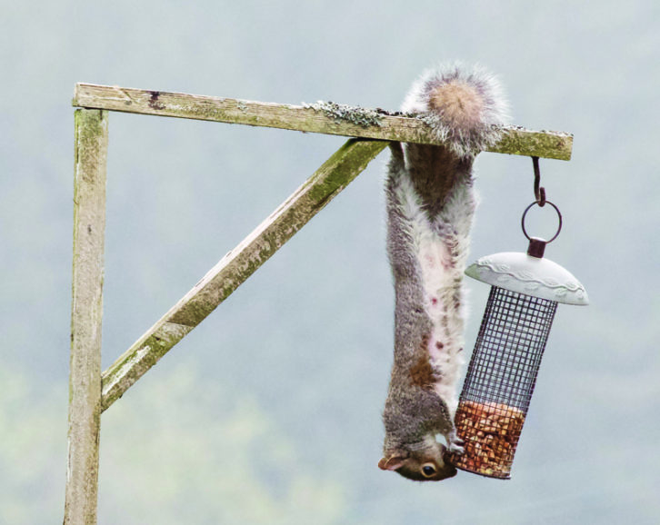 ... you couldn't really begrudge the acrobatic grey squirrel its reward when it plundered the peanuts so neatly!