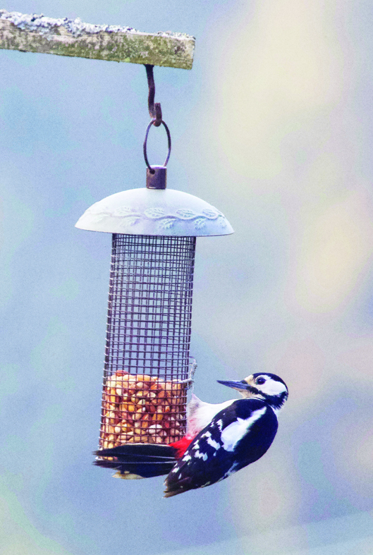 Sitting hidden away in the camper, Monty also enjoyed watching the local birdlife, such as this greater spotted woodpecker, until it was chased from the feeder by a marauder....