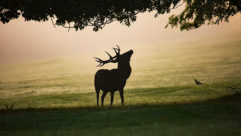 Silhouette of a deer against a misty backdrop