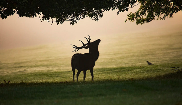 Silhouette of a deer against a misty backdrop