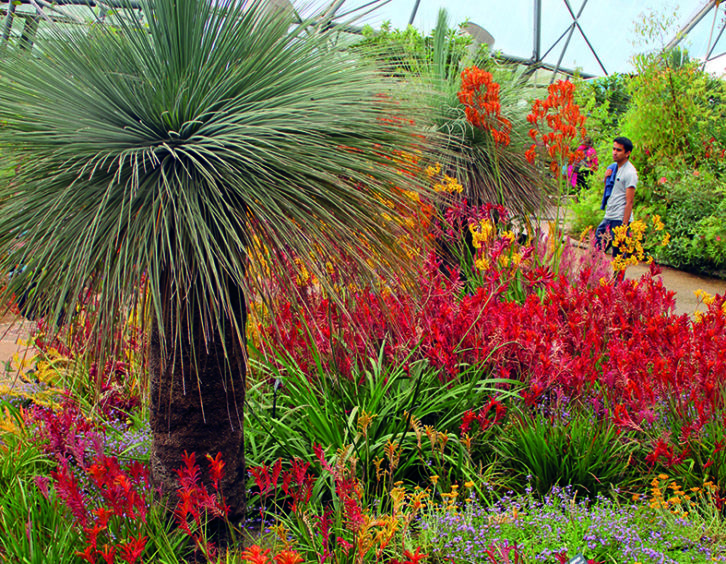 The Eden Project biome is home to an array of plants