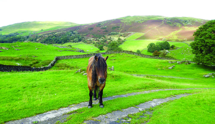 A friendly native pony encountered on one of Janette's walks around Staveley