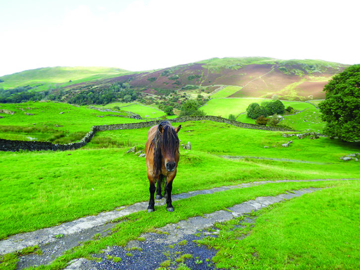 A friendly native pony encountered on one of Janette's walks around Staveley