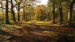 A wood area with a path going into the distance