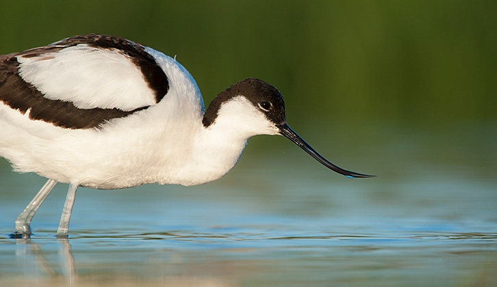 An avocet standing in water