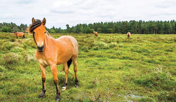 A pony in the New Forest