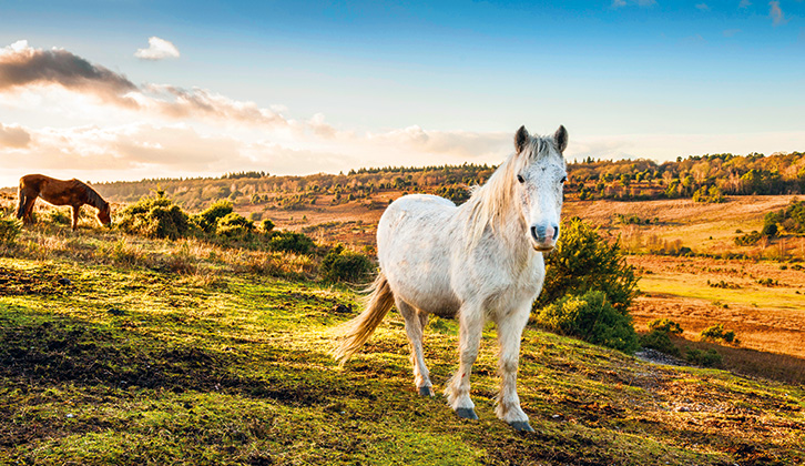 A horse roaming in the New Forest