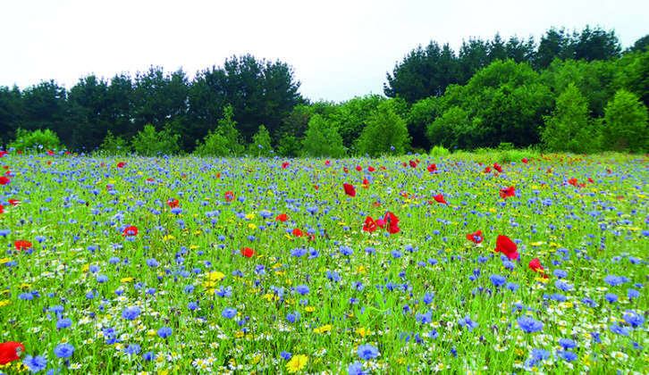Amble around the wildflower meadows at The Garlic Farm, near Newchurch