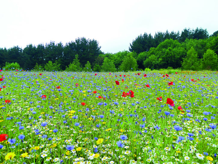 Amble around the wildflower meadows at The Garlic Farm, near Newchurch