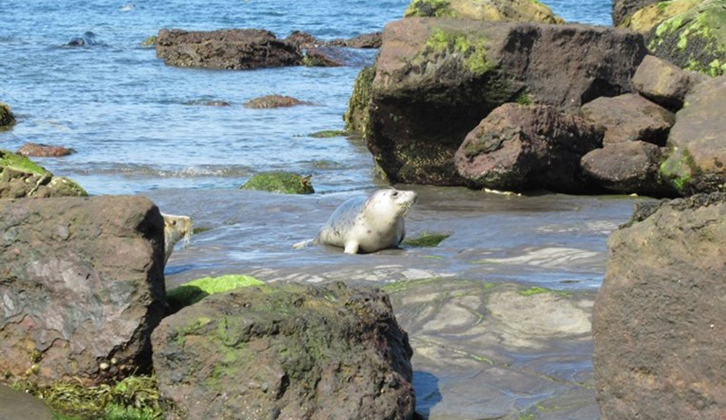 A seal on the beach