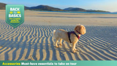 A dog standing on a sandy beach