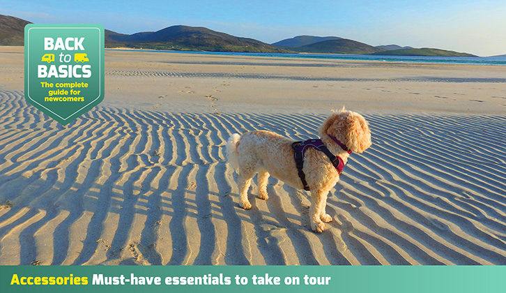 A dog standing on a sandy beach