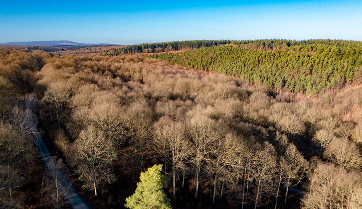 A shot of Wyre Forest