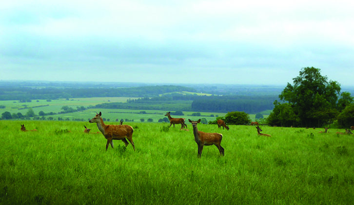 Herd of red deer near Walesby