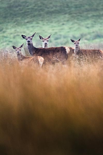 roe deer wandering close to the site