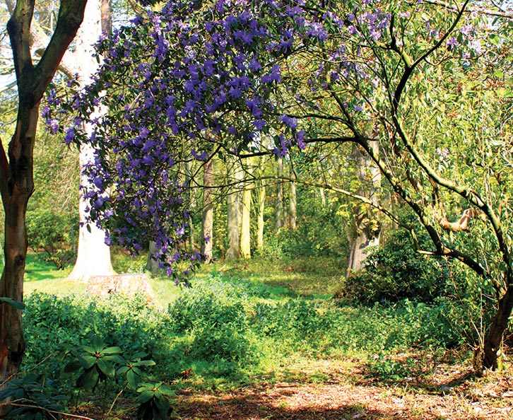 Sheringham Park puts on a spectacular display of rhododendrons in season