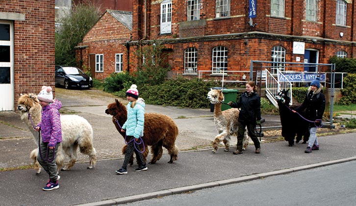 A quite unexpected meeting with llamas