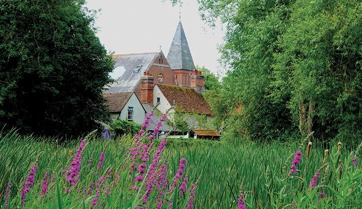 A field of flowers at Dedham Mill