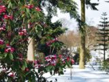 Rhododendrons in winter snow