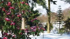 Rhododendrons in winter snow