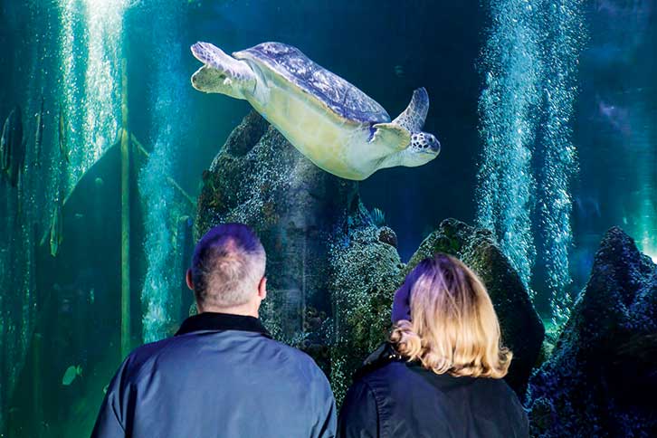 Turtle swimming at Weymouth Sea Life Centre