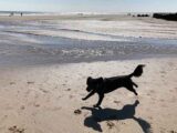 Dog on Fraisthorpe Beach