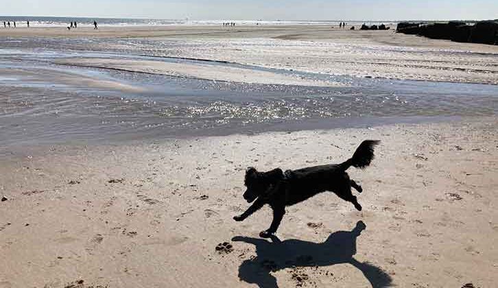 Dog on Fraisthorpe Beach