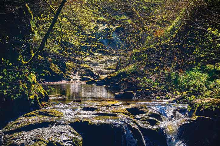 Glenariff Forest Park