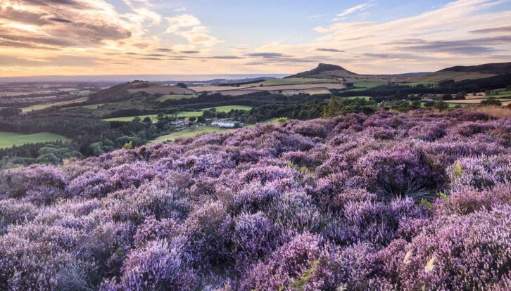 The heather blooming at North York Moors