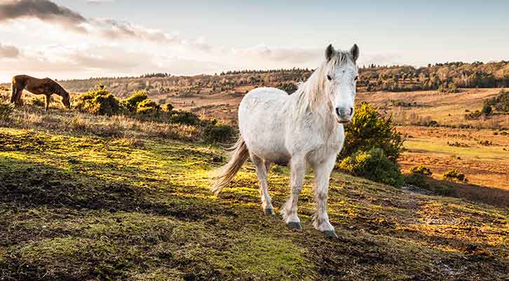 A New Forest pony