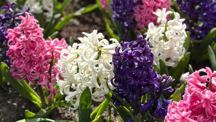 A flower display at Keukenhof Garden