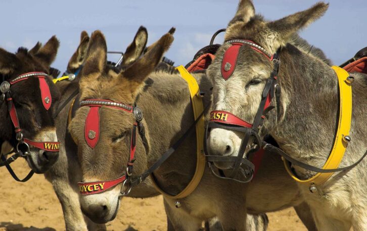 Donkeys at Skegness