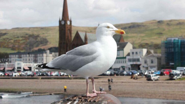 A seagull at Largs Bay