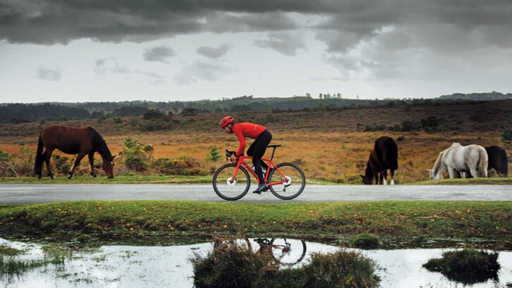 A cyclist cycling past animals