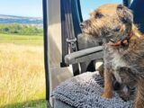 Reg looking out of the motorhome while sitting on his blanket